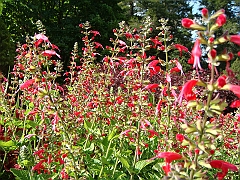 186 Longwood Gardens [2008 August 23]